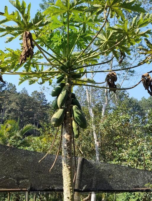 Sitio Paraiso Verde Juquitiba Zewnętrze zdjęcie